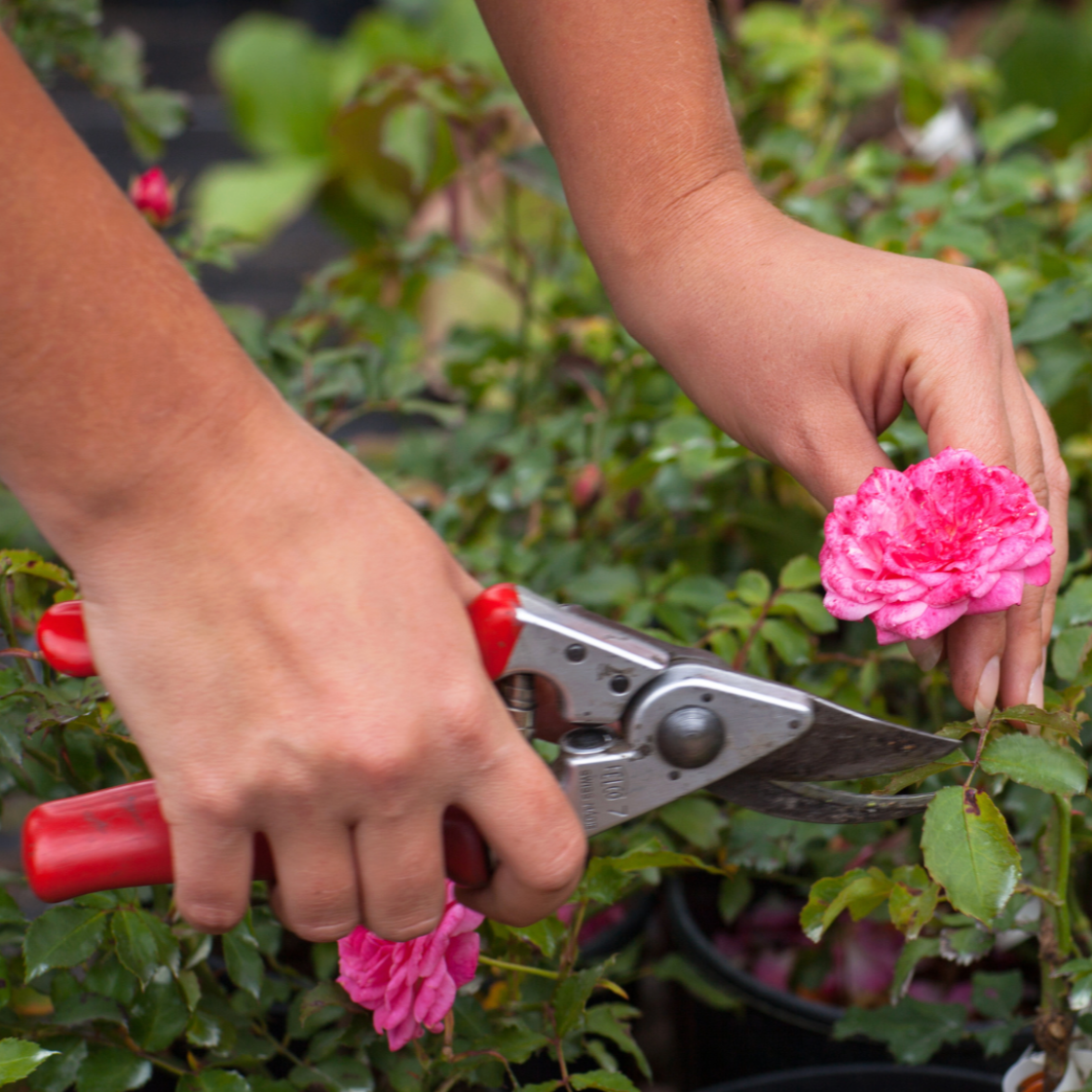 Vergelegen Rose Care Workshop