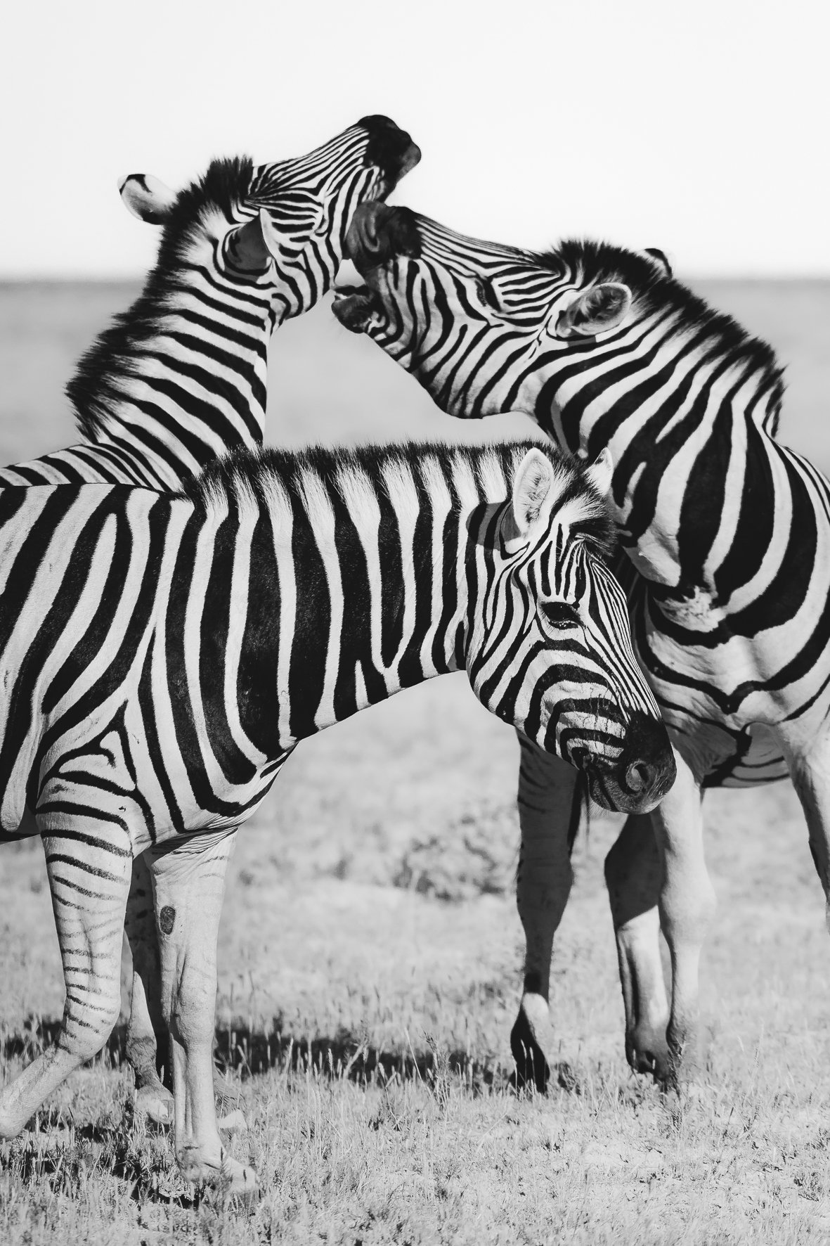Black (?) Stripes 1