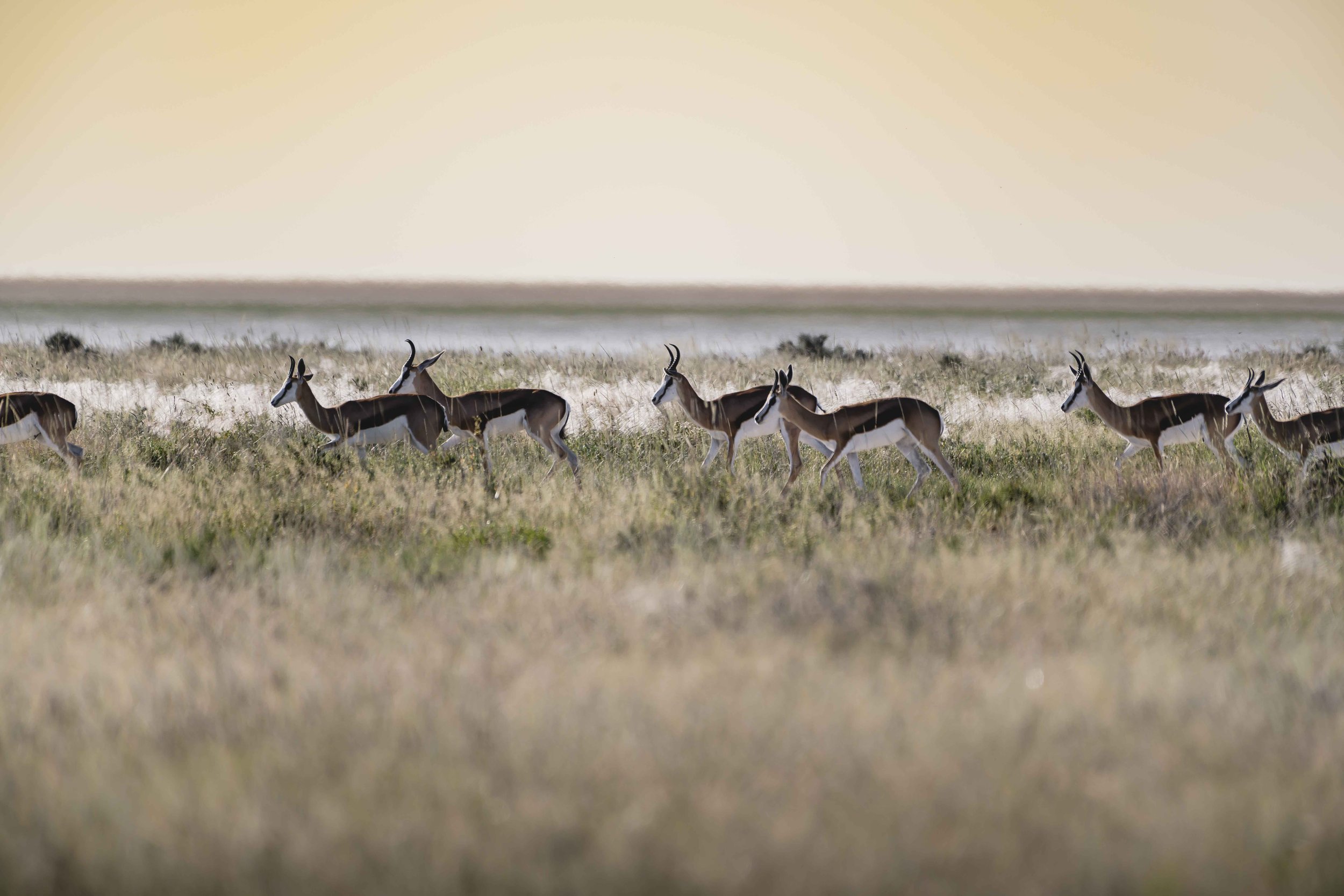 Springboks 1