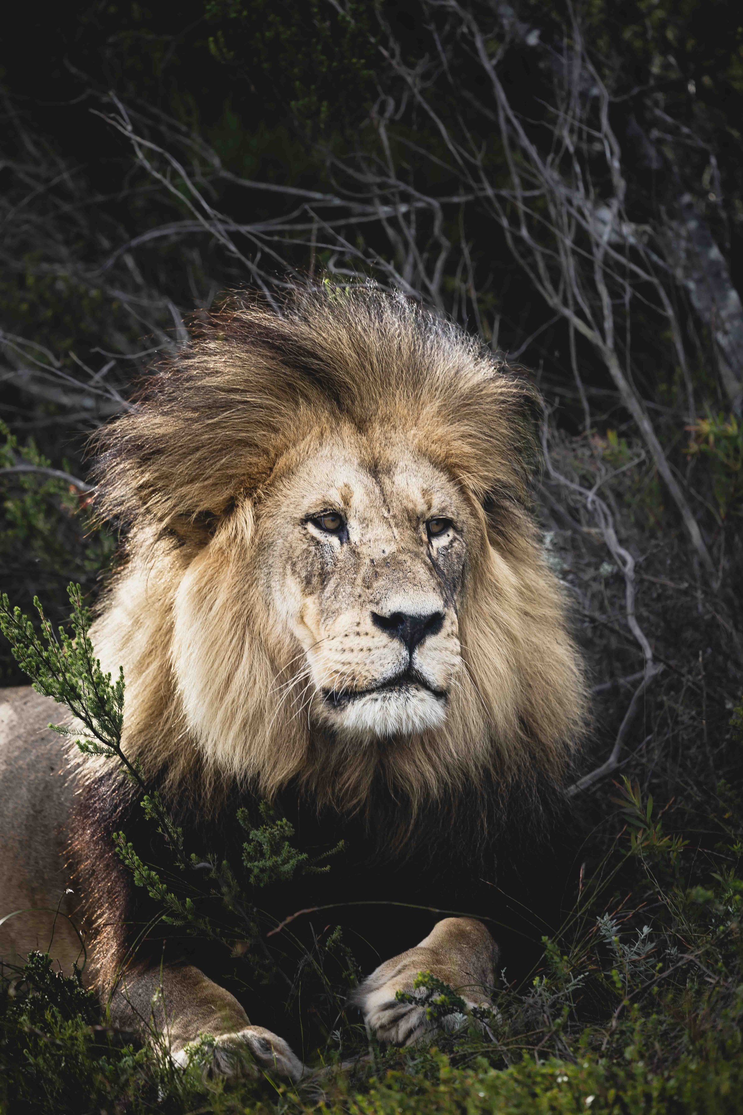 Fynbos Valley Lion 1