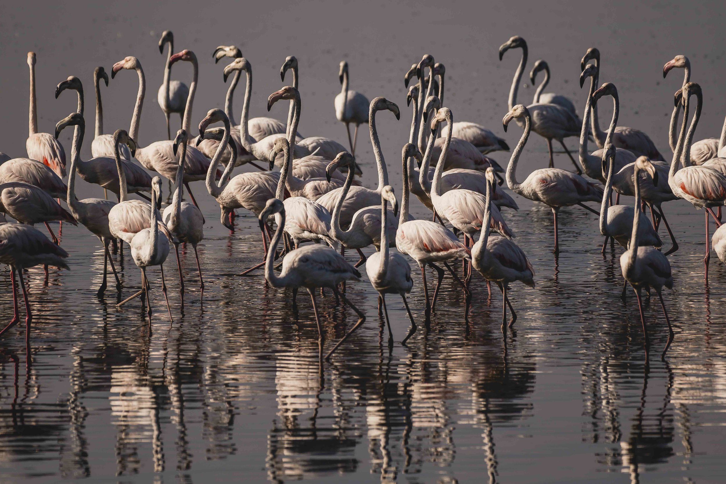 Walvis Bay Flamingos 12