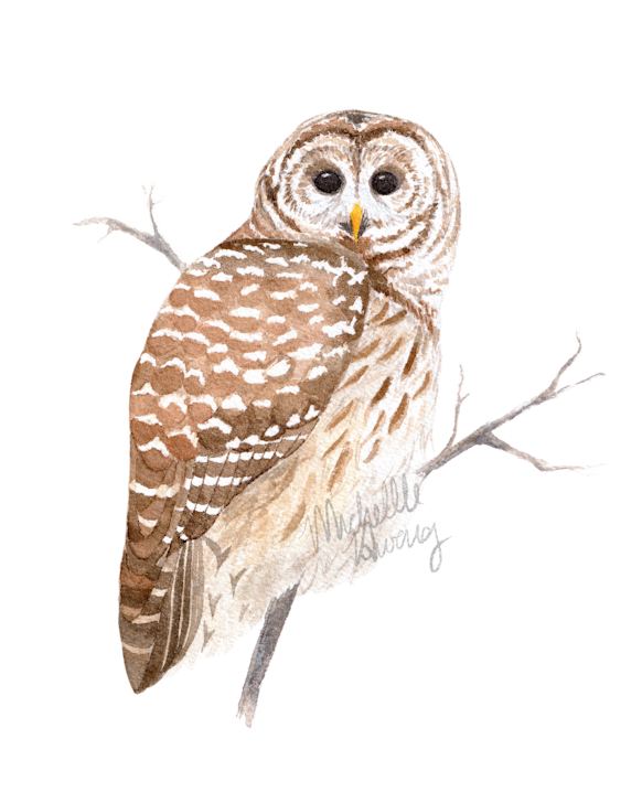 Barred Owl, 2024 (SOLD)
Watercolor on paper, 8x10