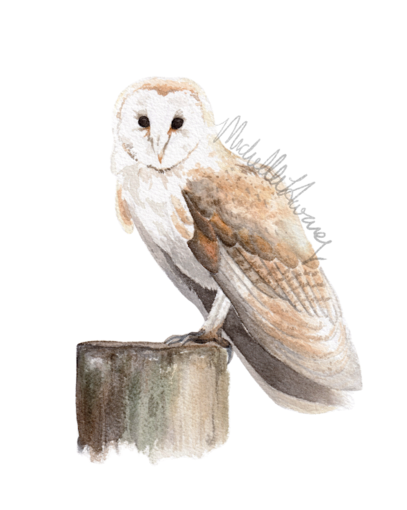 Barn Owl, 2024 (SOLD)
Watercolor on paper, 8x10