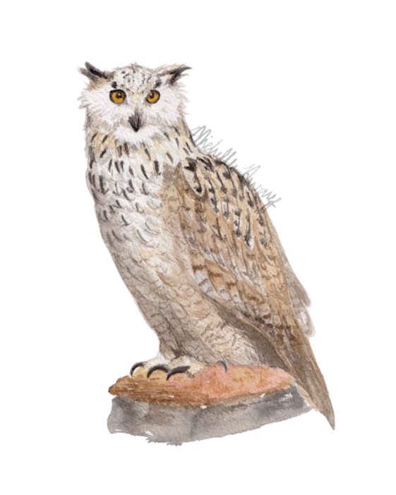 Eagle Owl, 2024 (SOLD)
Watercolor on paper, 8x10