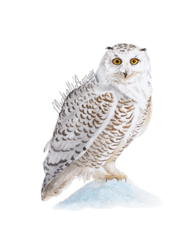 Snowy Owl, 2024 (SOLD)
Watercolor on paper, 8x10