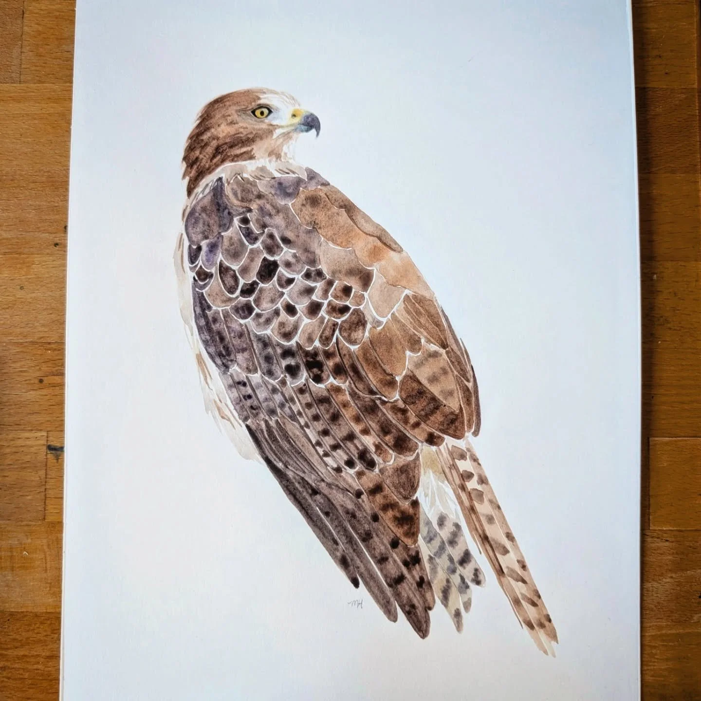 Should I ink it or nah? 

This red-tailed hawk was an experiment playing around with a granulating pigment wet on wet on *hot-pressed* paper. Surprisingly I managed to not warp the paper 😂