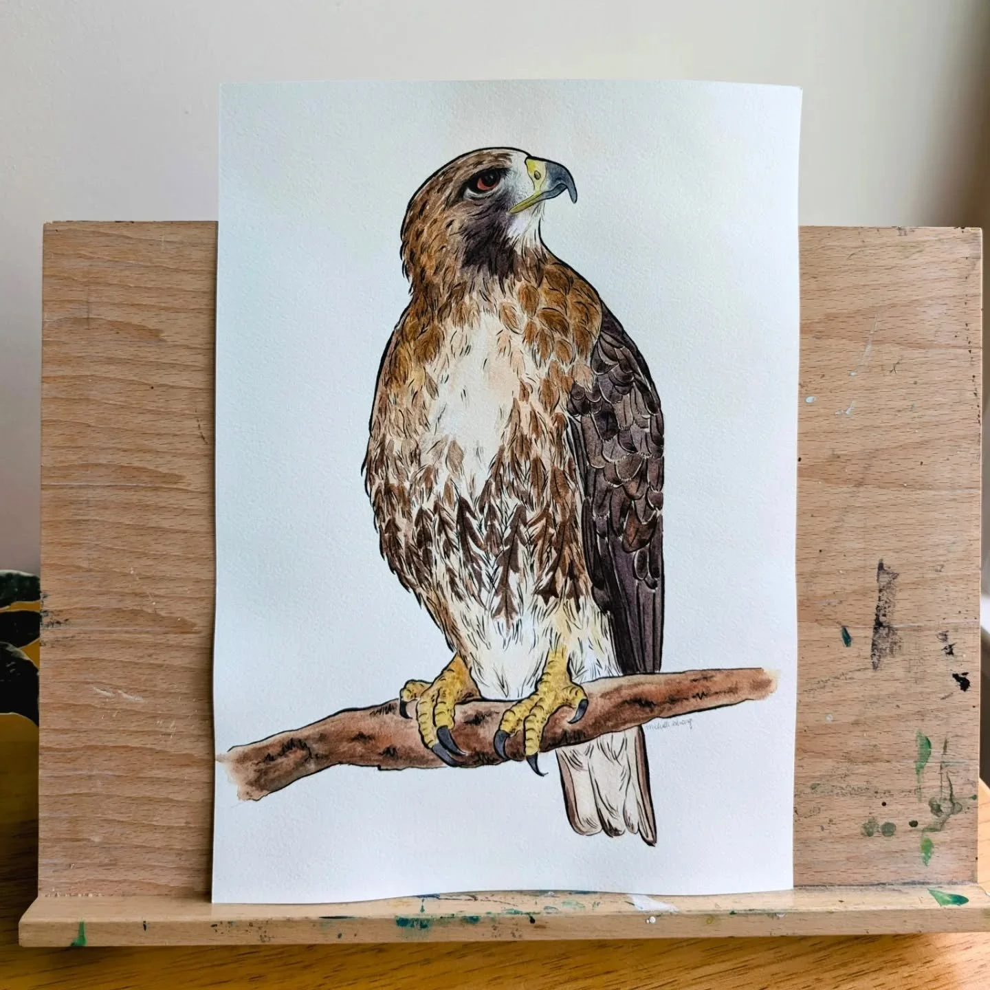 The red-tailed hawk is a common sight in North America but I still get excited whenever I see one!

Red-tailed Hawk, 2026
Medium: Watercolor &amp; ink
Surface: Cold-pressed paper
Size: 11x14