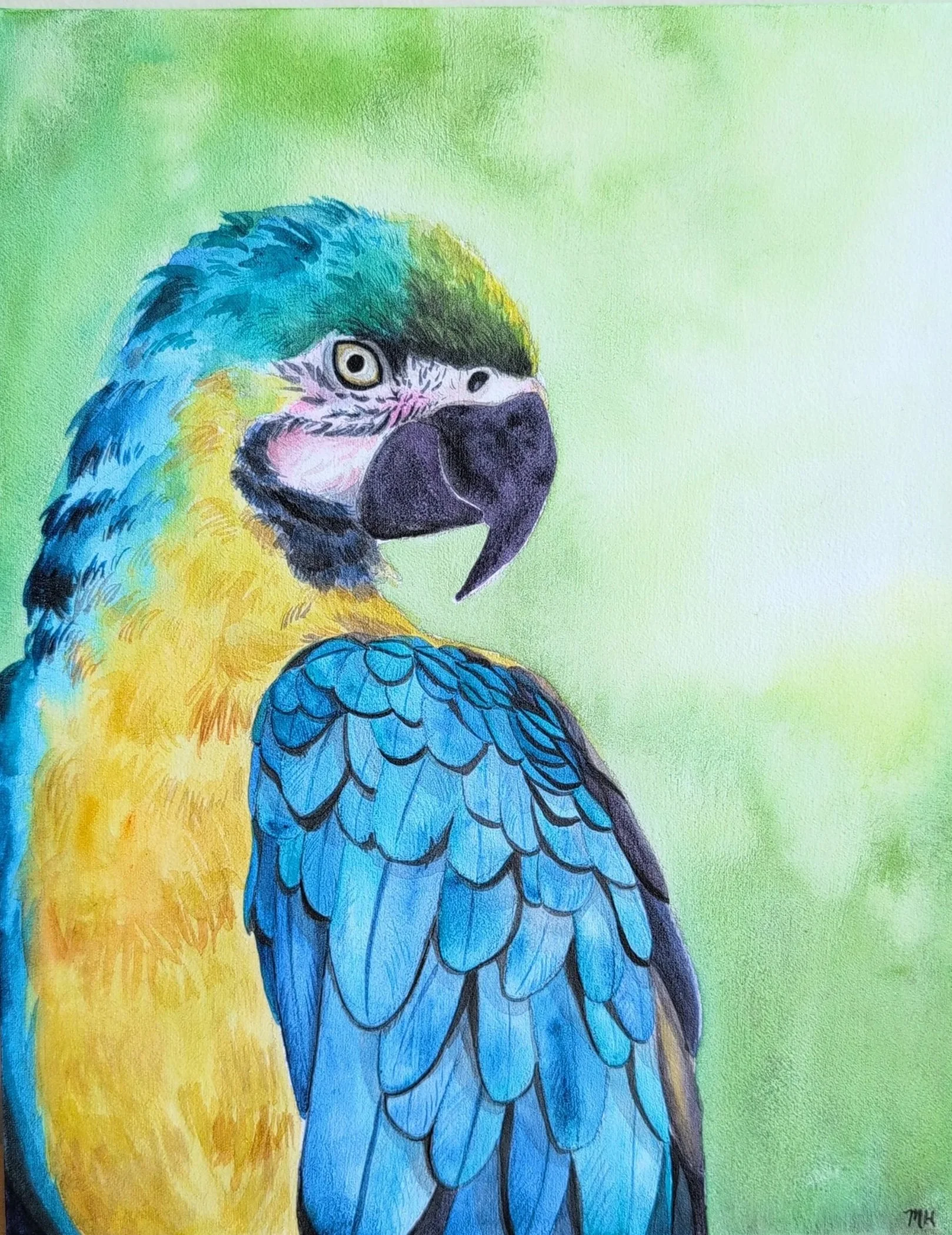 Blue-and-yellow Macaw
Watercolor on canvas
10 x 8 in.