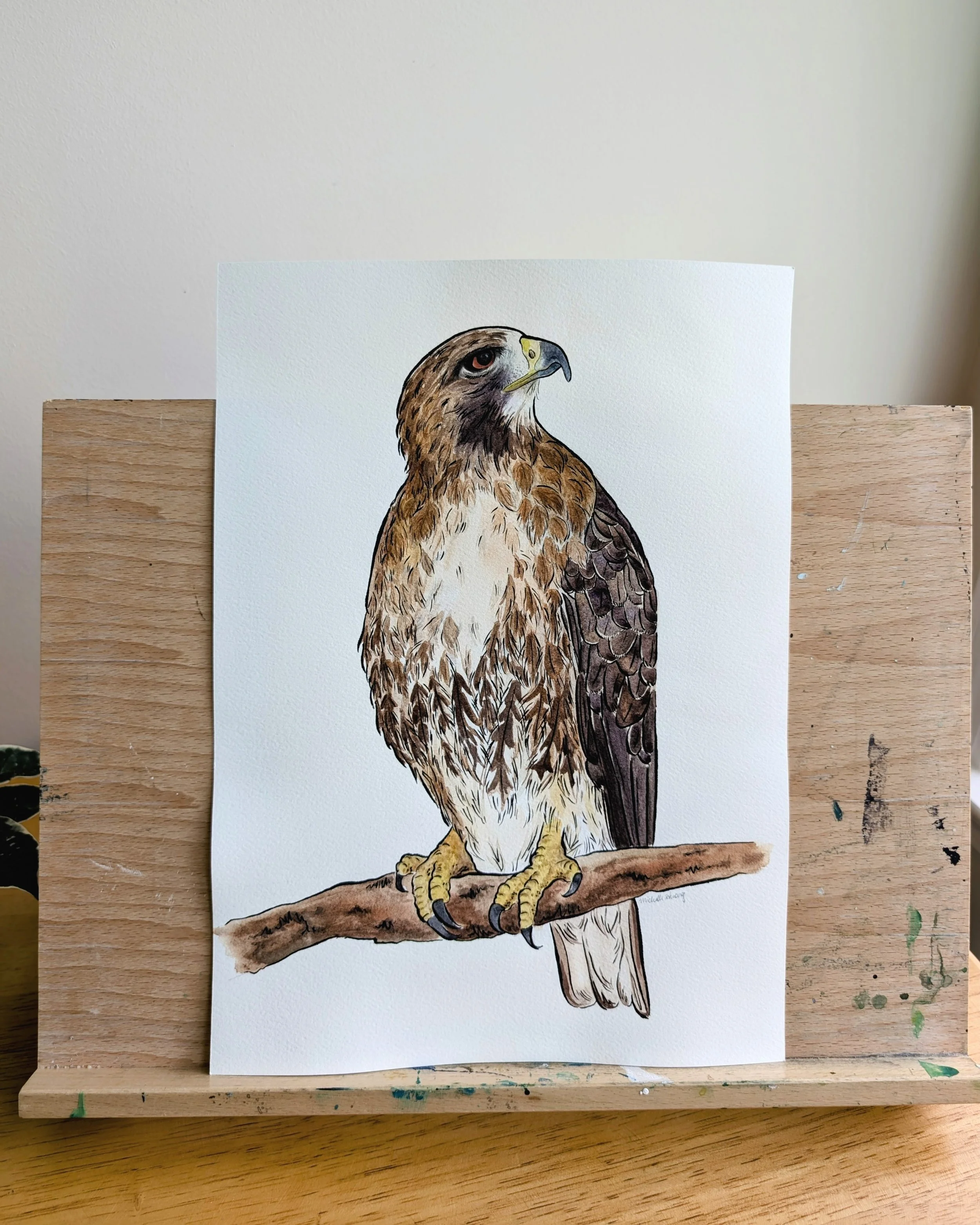 Red-tailed Hawk
Watercolor & ink on paper
11x14