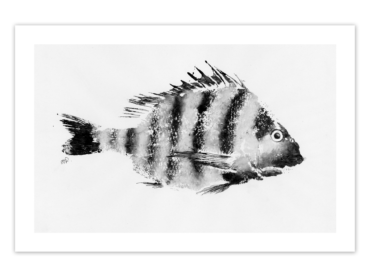 FishPrintGirl-Sheepshead-Gyotaku-blackandwhite-fish-fishprint.png
