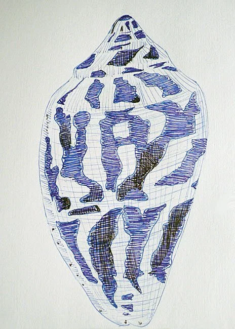 Shell III:
Ink Drawing