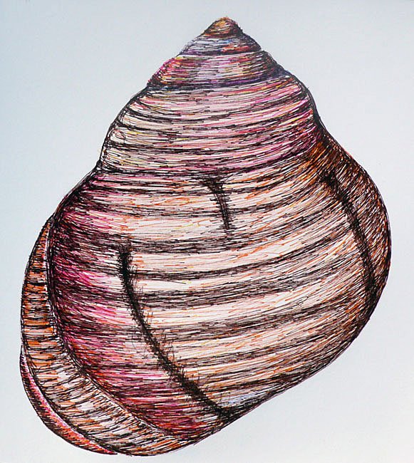 Shell VI:
Ink Drawing