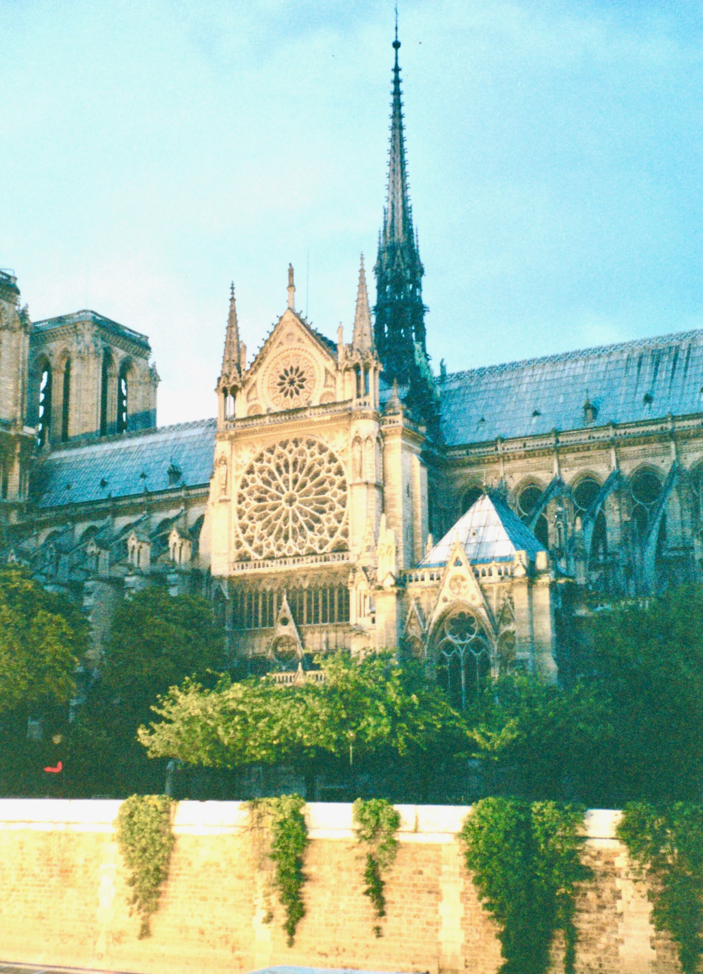 Notre Dame Rose