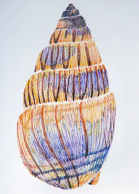 Shell VIII:
Ink Drawing