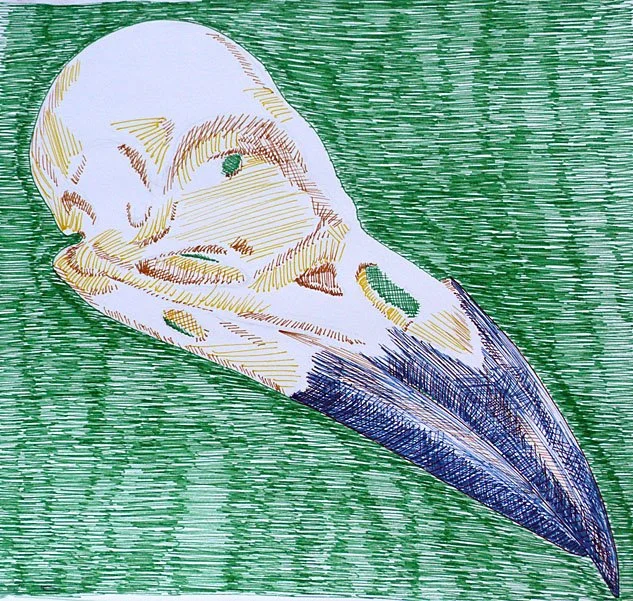 Bird Skull:
Ink drawing