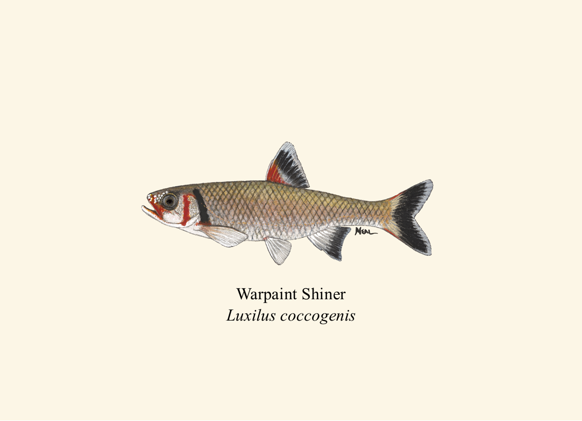 57 Warpaint Shiner.png