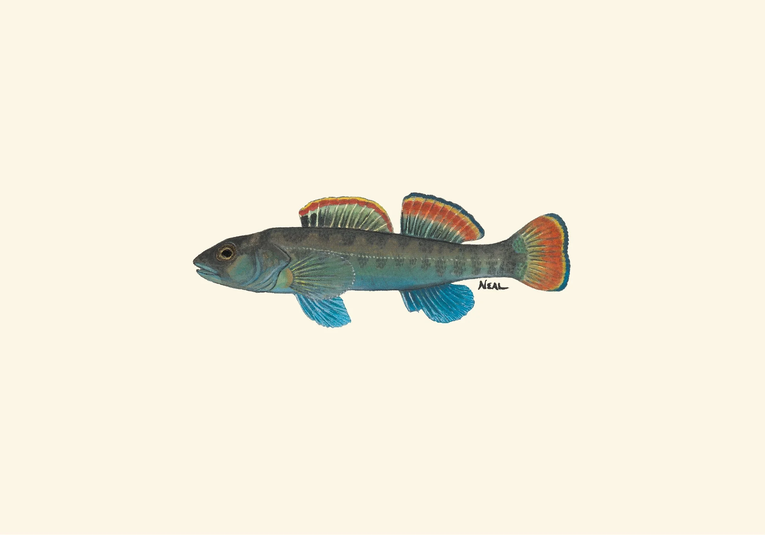 Fine Art Freshwater Fish Species — Leaky Canoe Art Studio