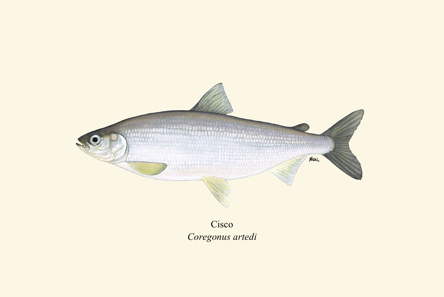 96 Cisco.png