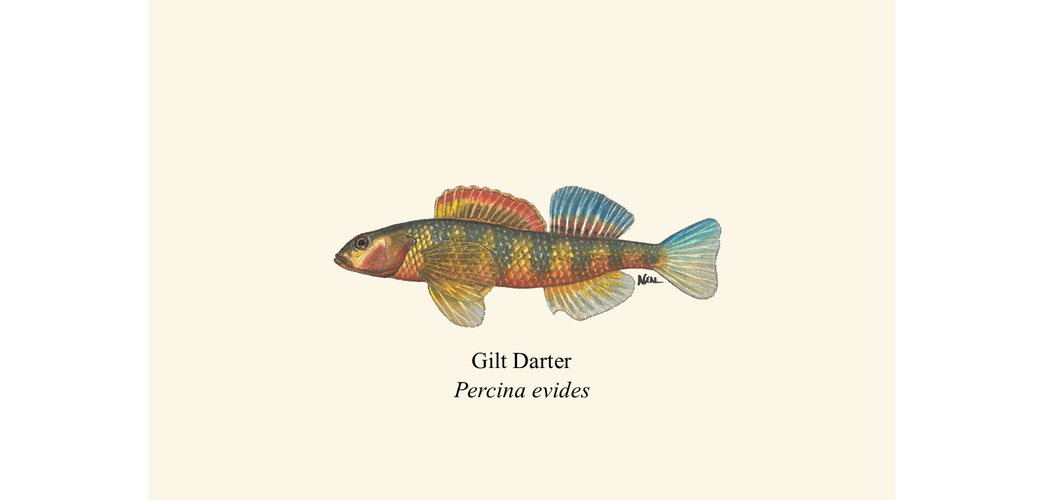 71 Gilt Darter.png