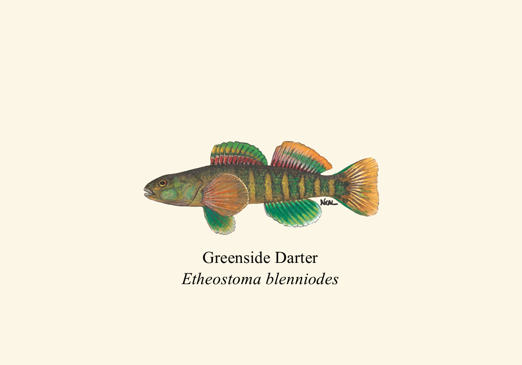 79 Greenside Darter.png