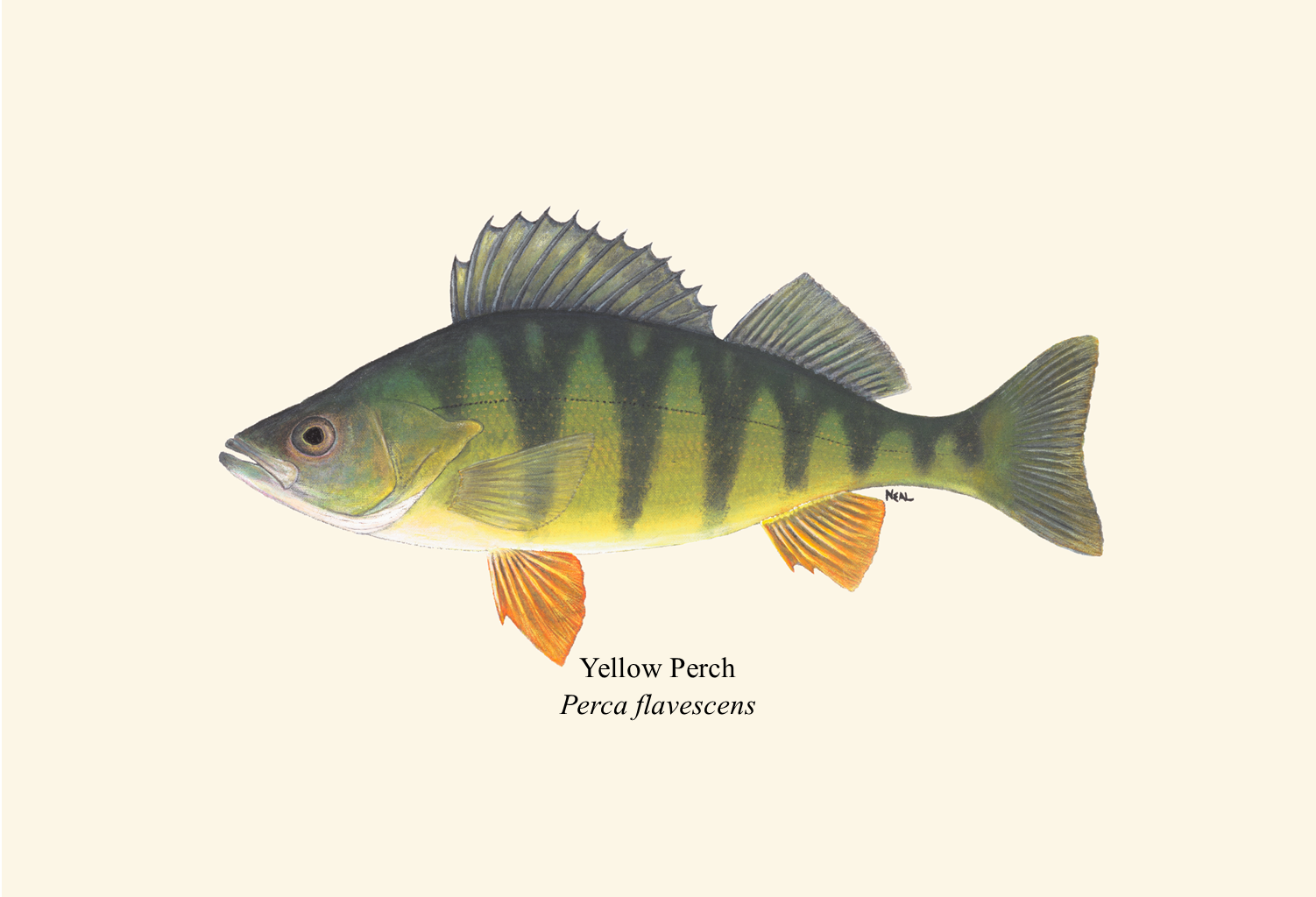 2 Yellow Perch.png