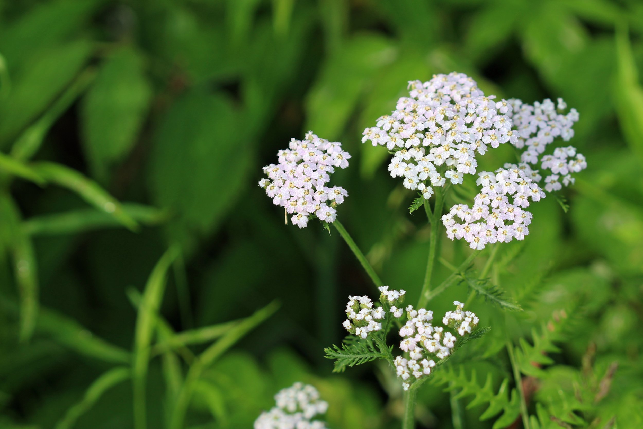 Yarrow - Dried, Cut and Sifted