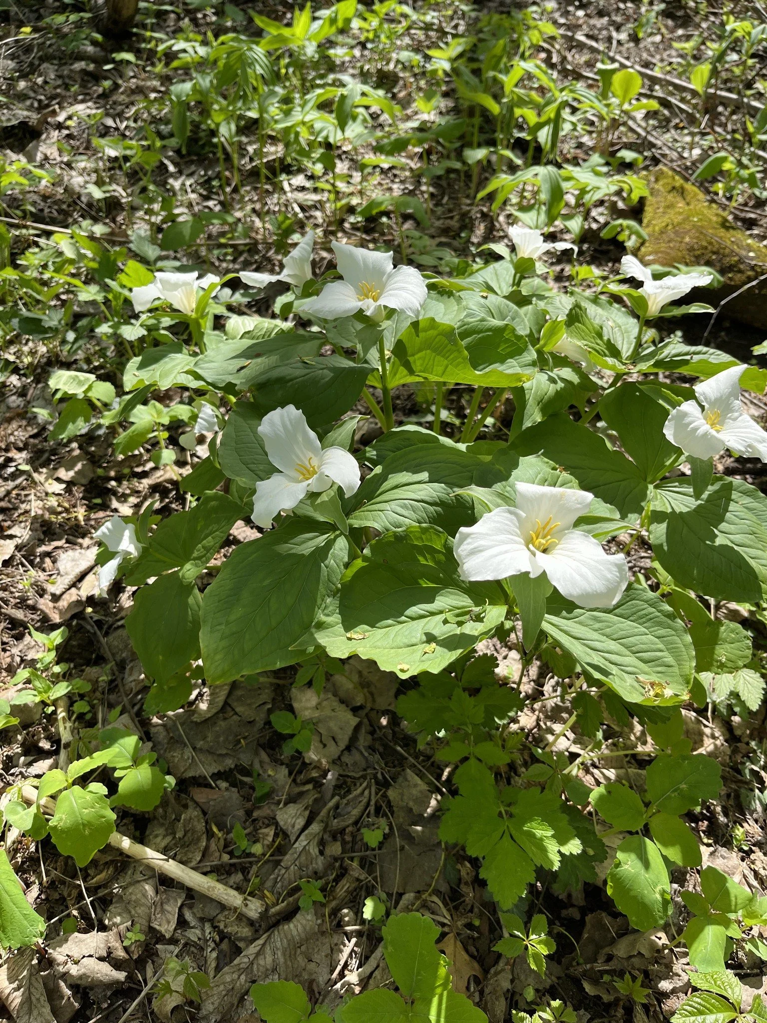 Third Thursday Evening Nature Walk