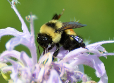Thursday Nature Walk Series- July
