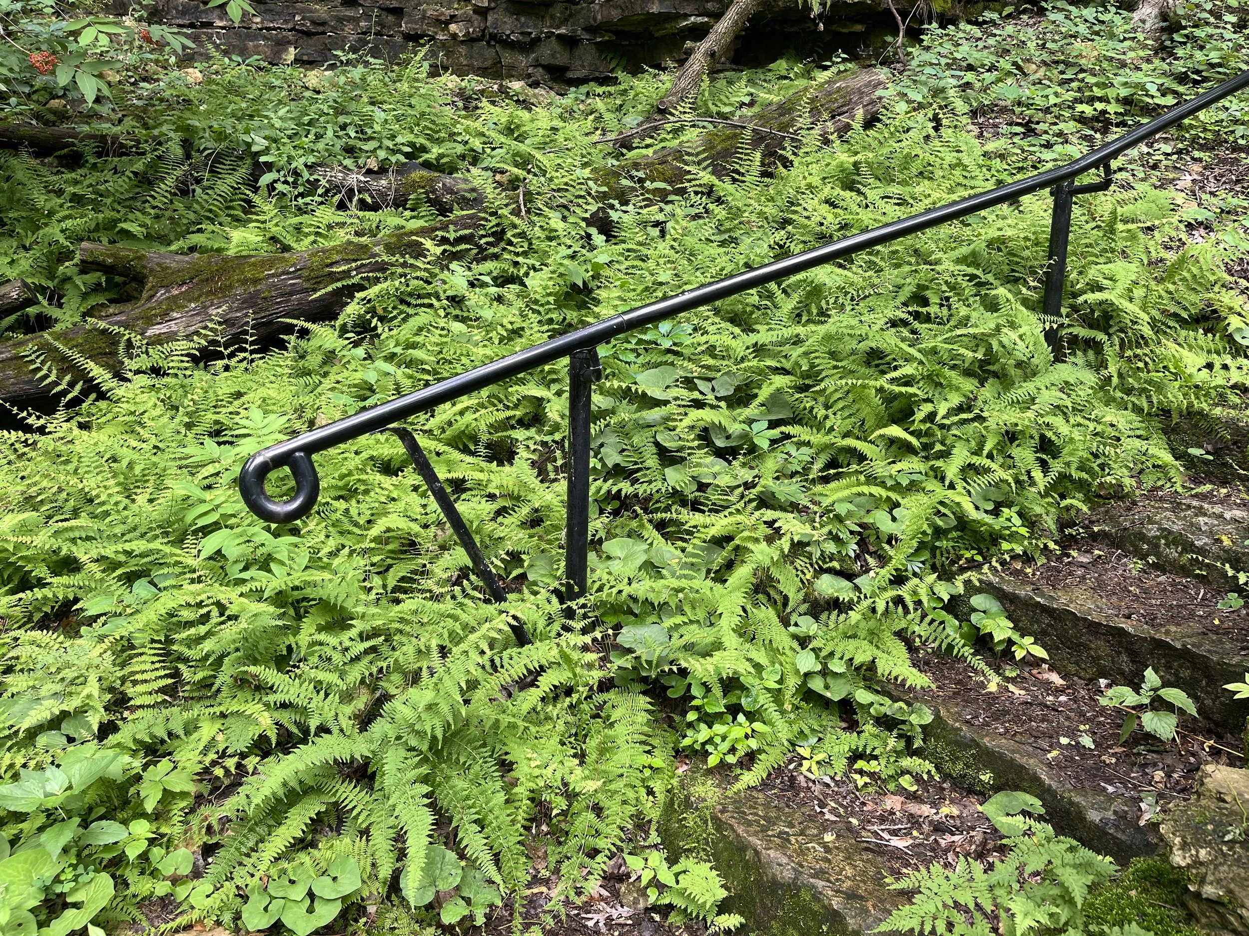 Third Thursday Nature Walk Series- June