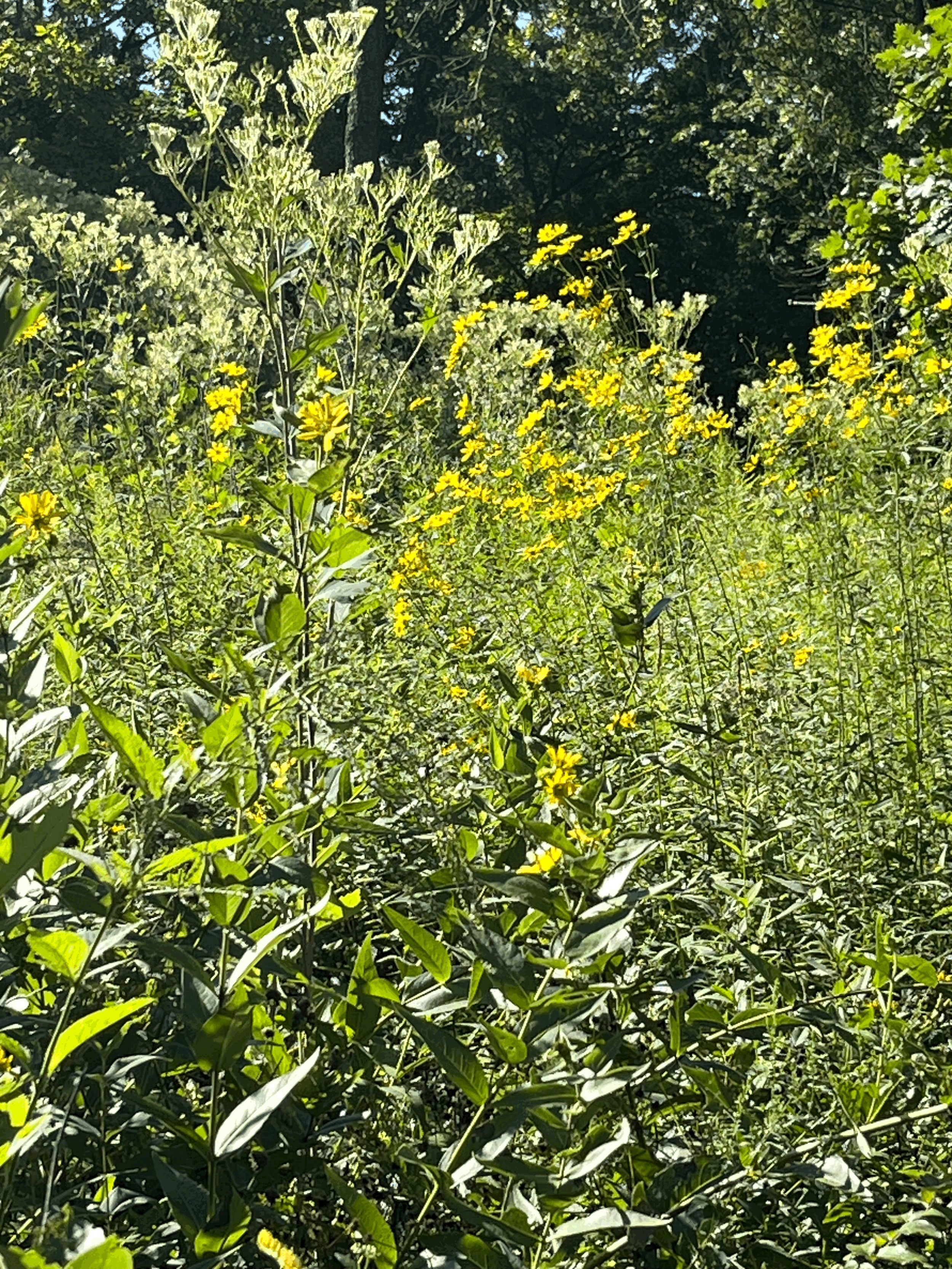 Third Thursday Nature Walk Series- August 
