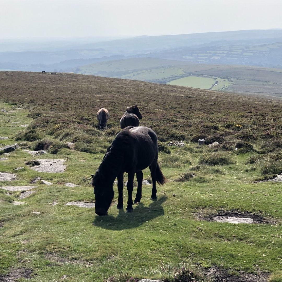Saving Dartmoor by Destroying Its Ponies?