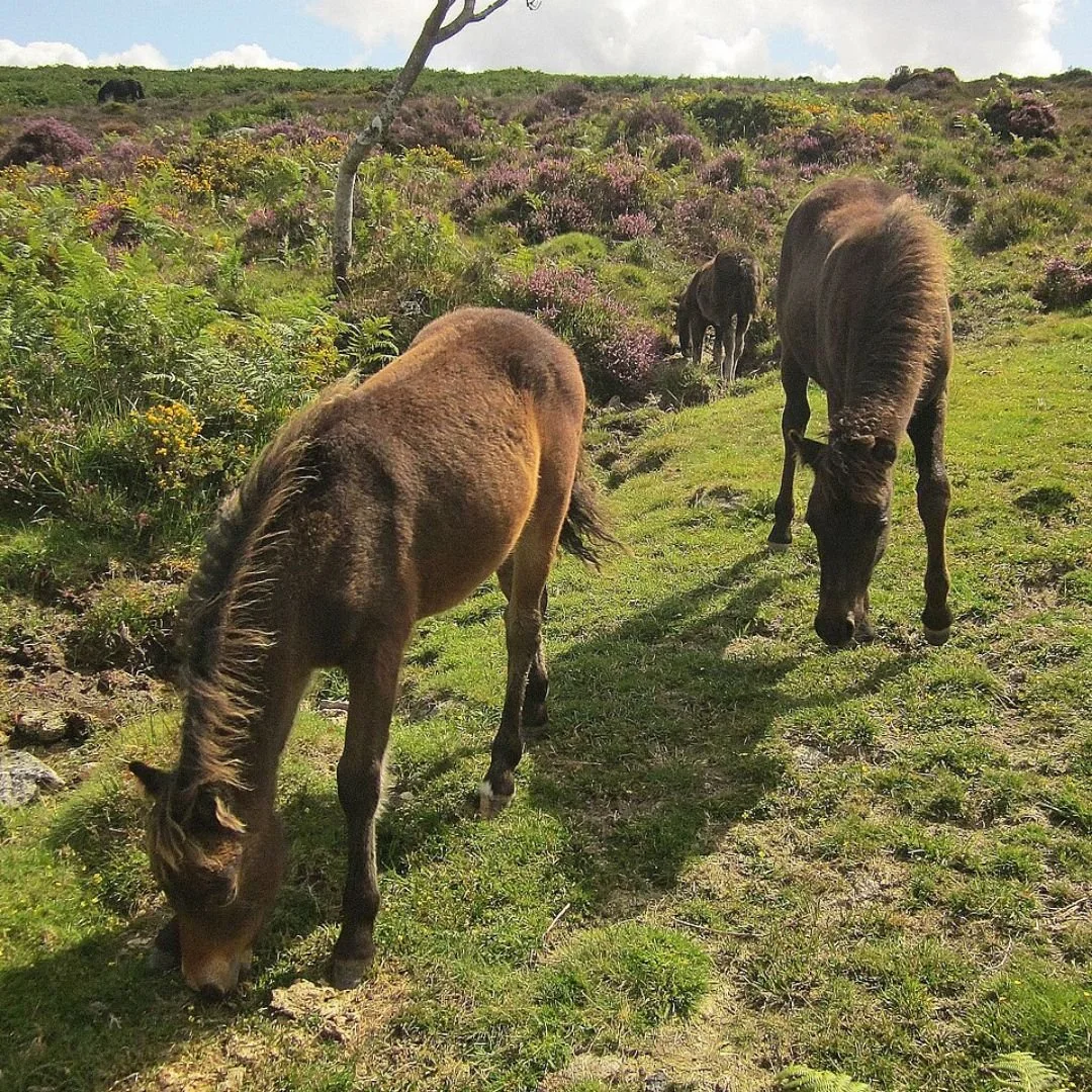 Saving Dartmoor PONIES