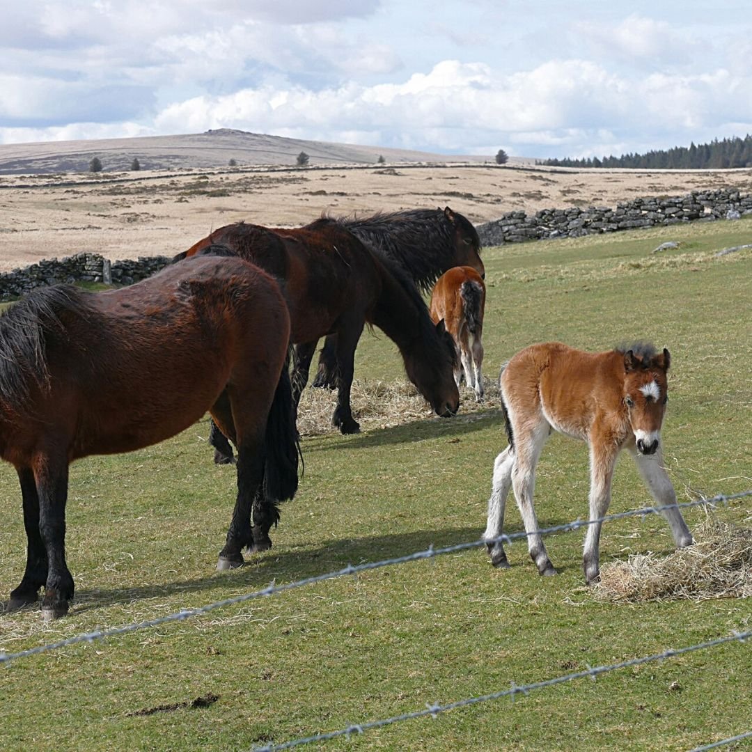 Saving Dartmoor PONIES