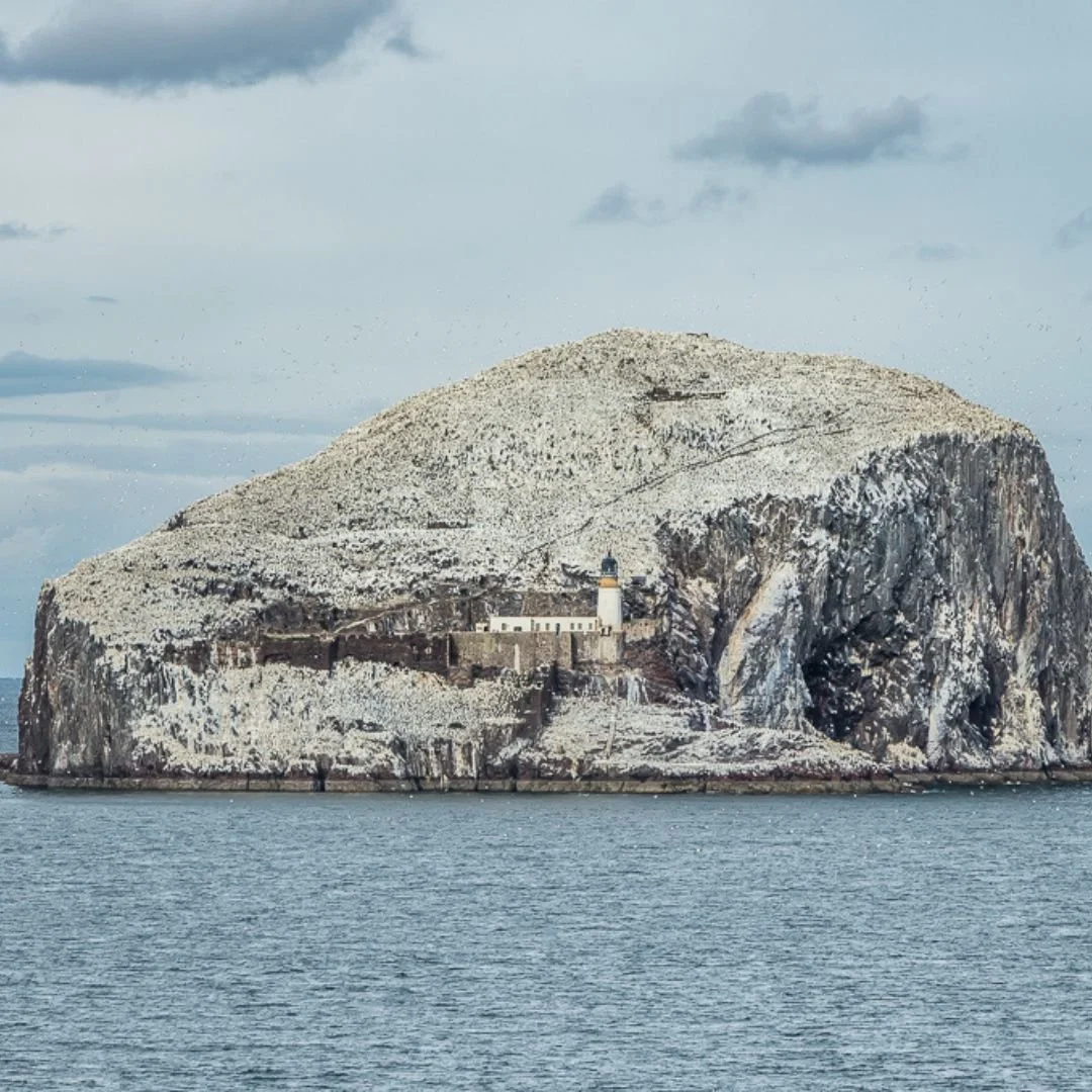 RSPB Purchases Bass Rock After 300 Years in Private Hands