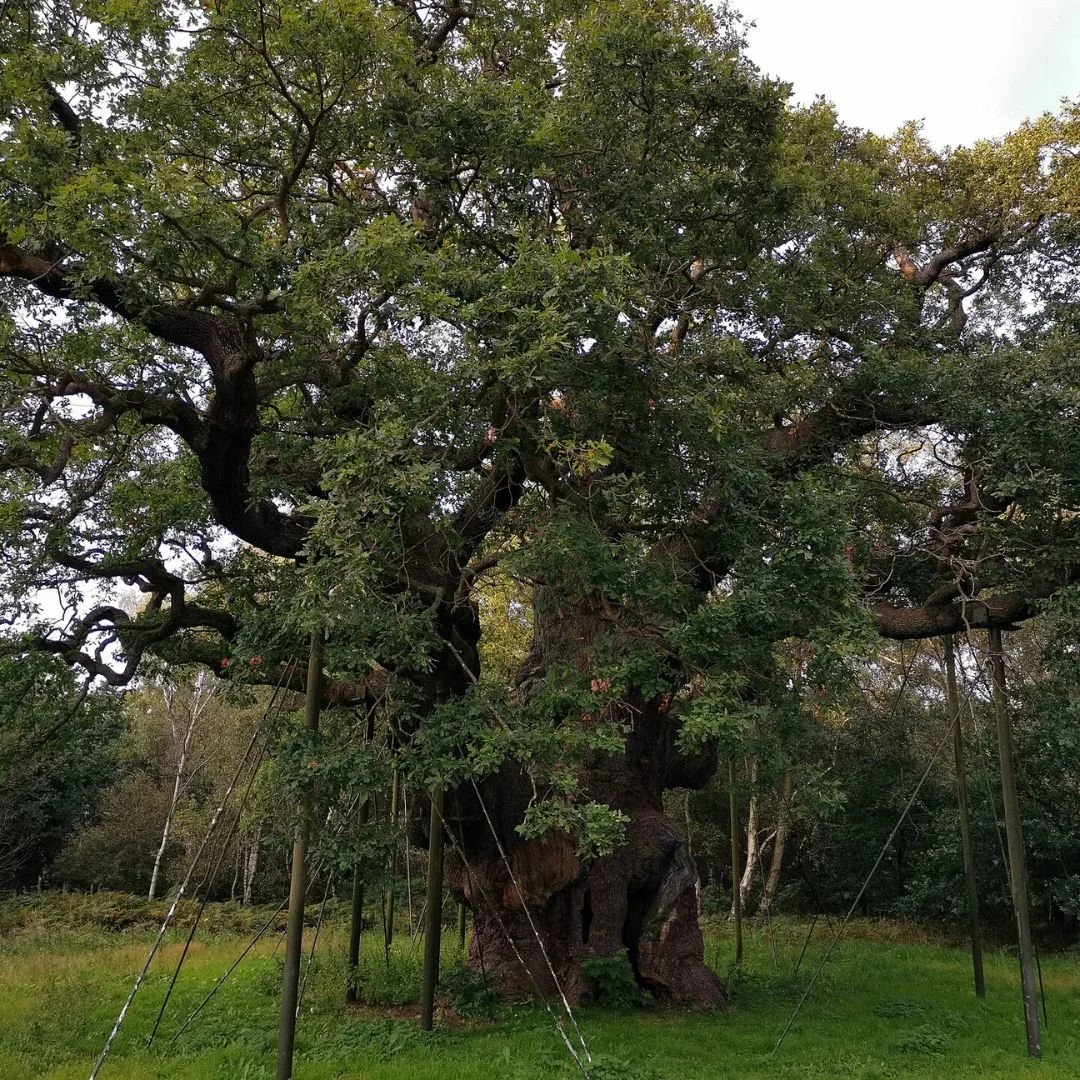 Major Oak tree
