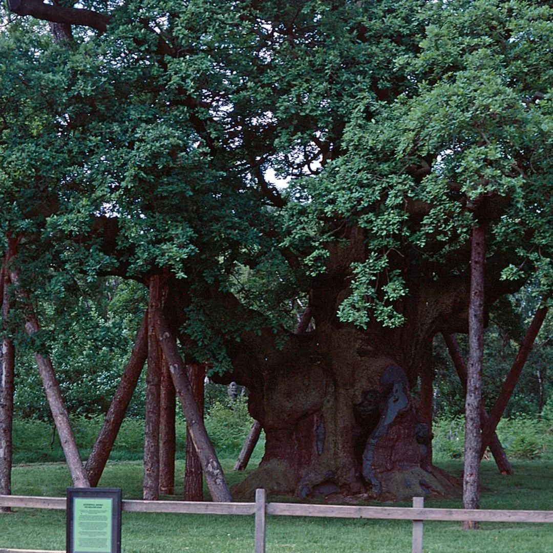 Major Oak tree