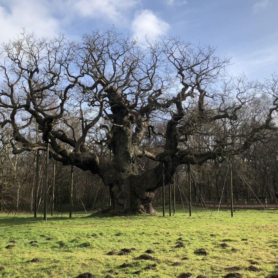 Major Oak tree