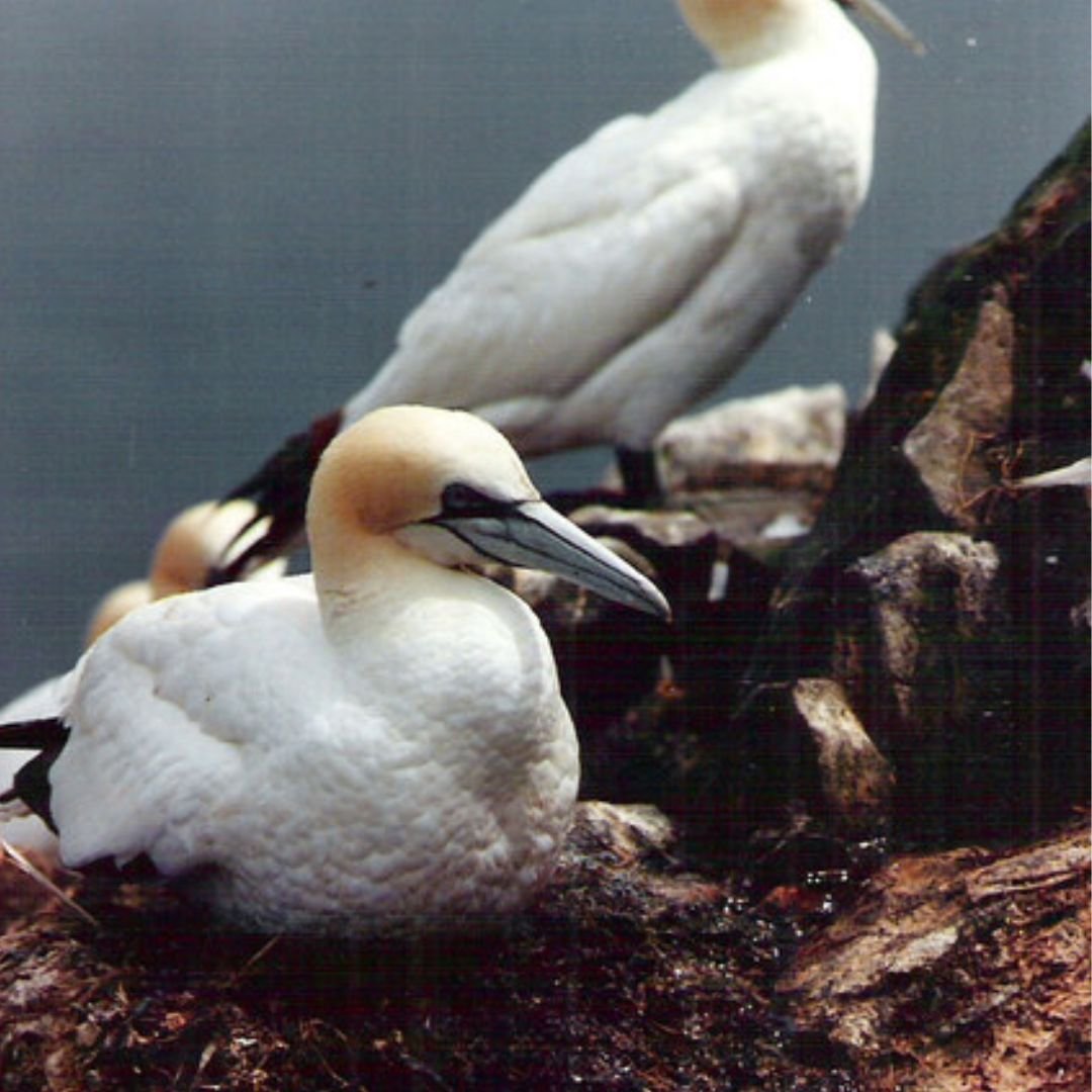 Bass Rock