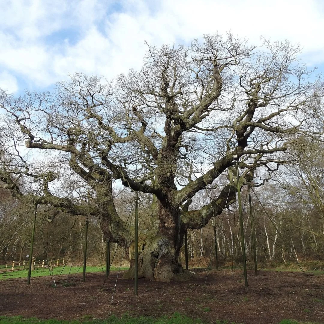 England’s 'Major Oak' Tree Dies After 1,000 Years