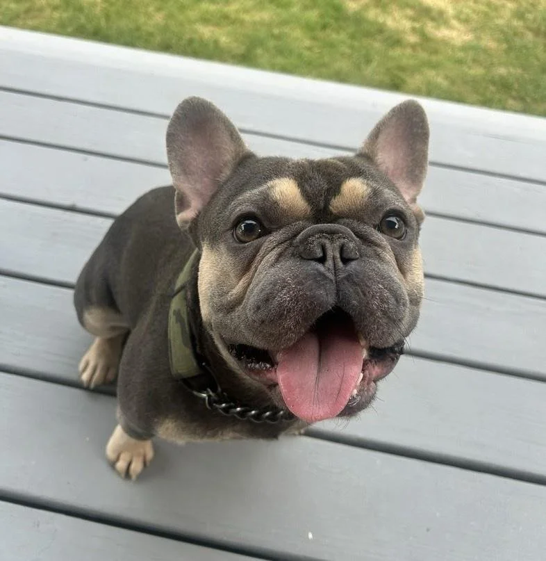 Rex, Parapup, Smiling small french bulldog smiling at camera