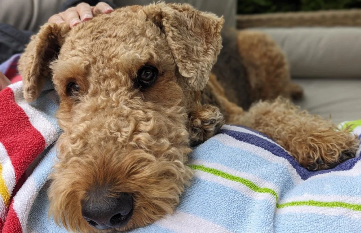 Parapup, Henry. Dog laying on blanket nesteled in owners lap