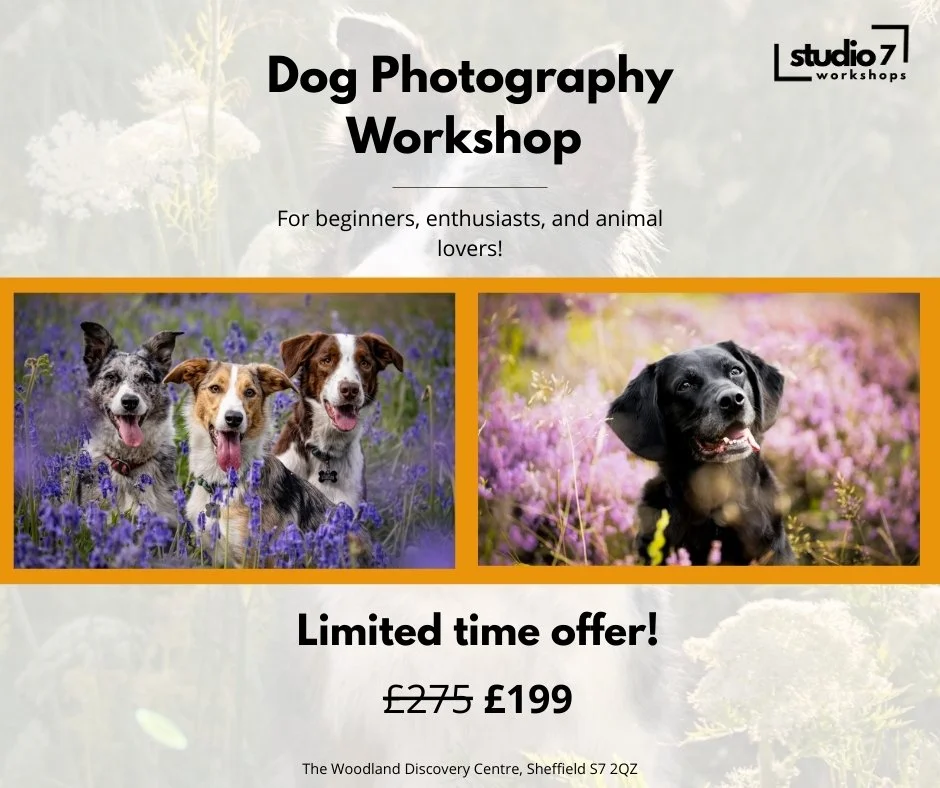 I'm teaching a dog photography workshop