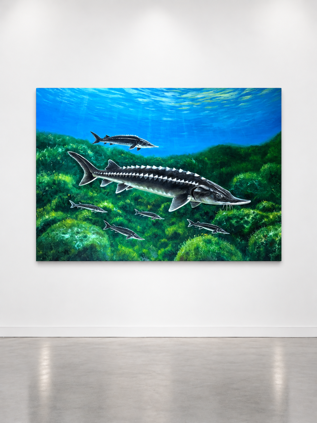 Stellate sturgeon — Uzunburun nərə, 150 width x 110 heigh a.png
