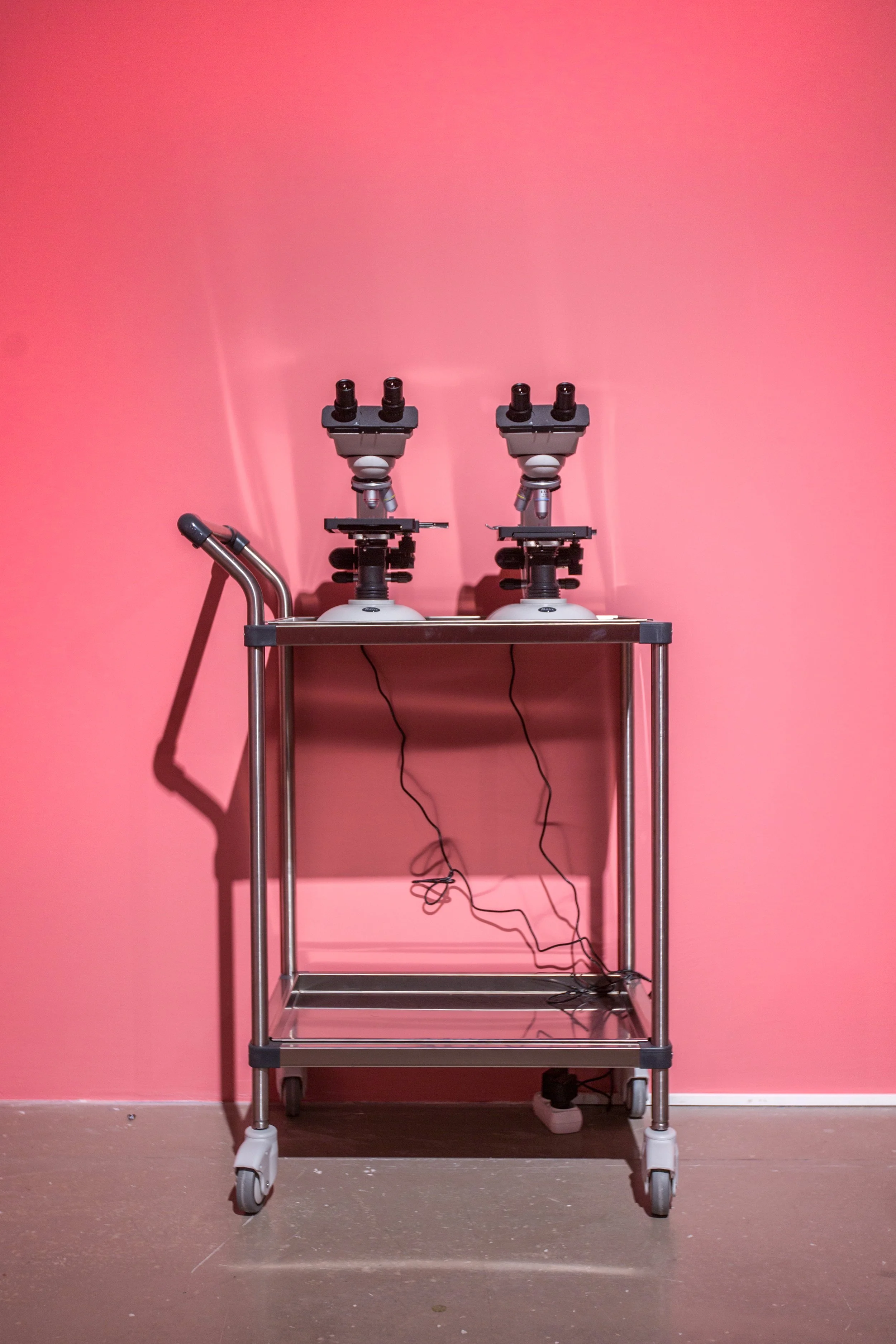 What is the difference, microscope, artist meat, lamb meat, 2020(1).jpg