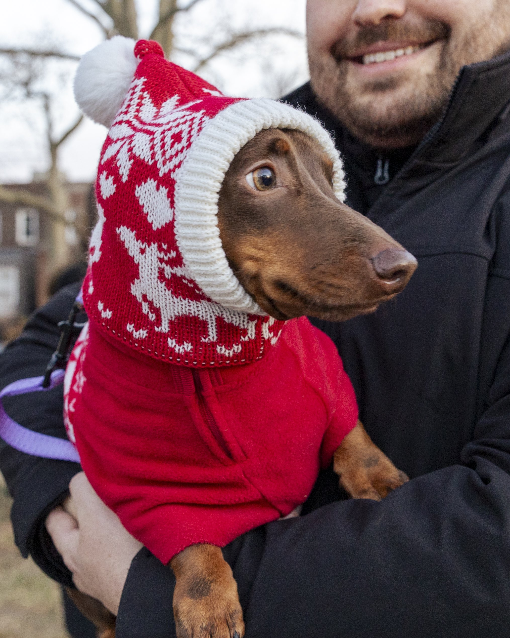  Brown dog in red sweater and hat. 