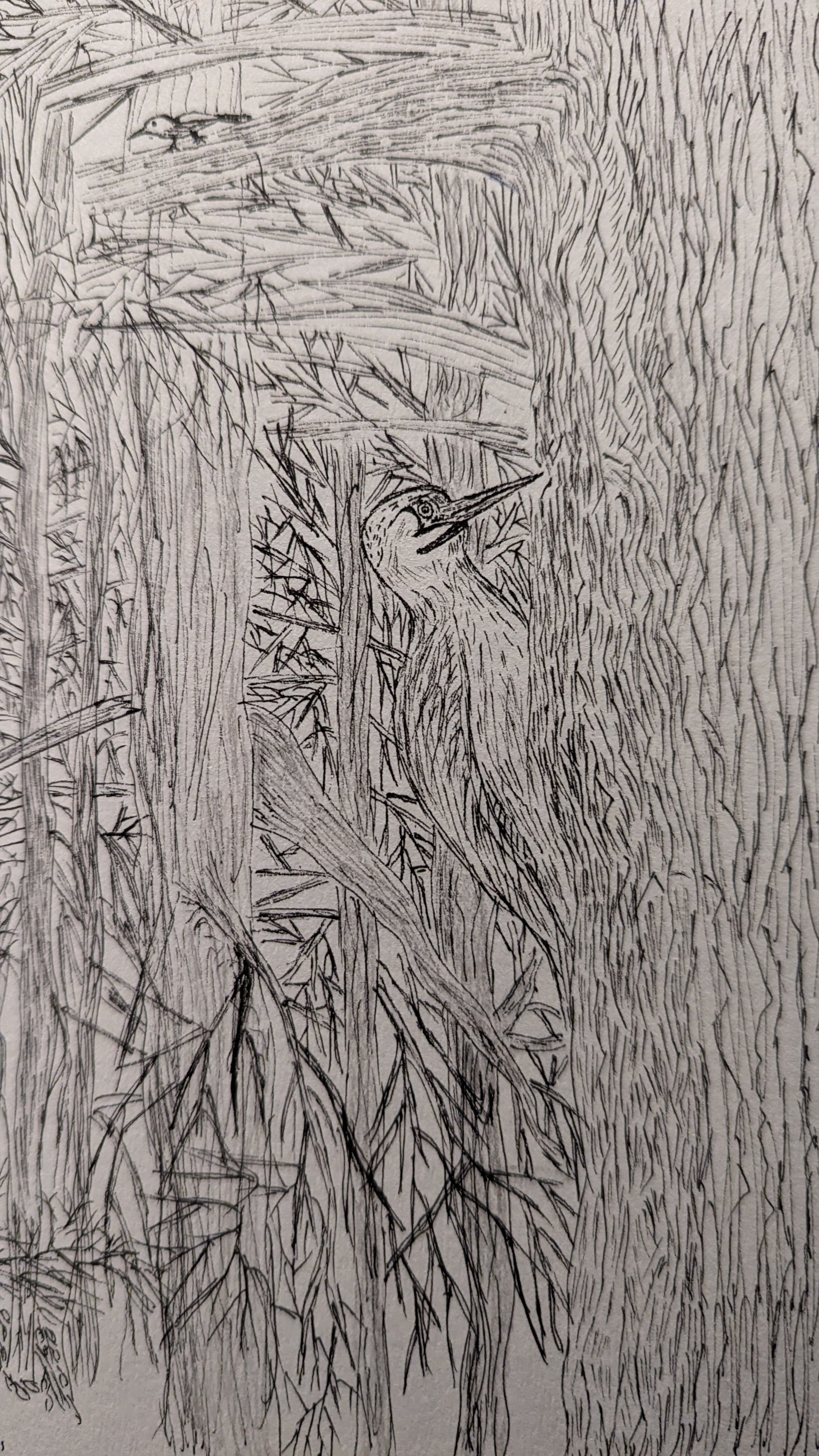 Woodpecker in the tree