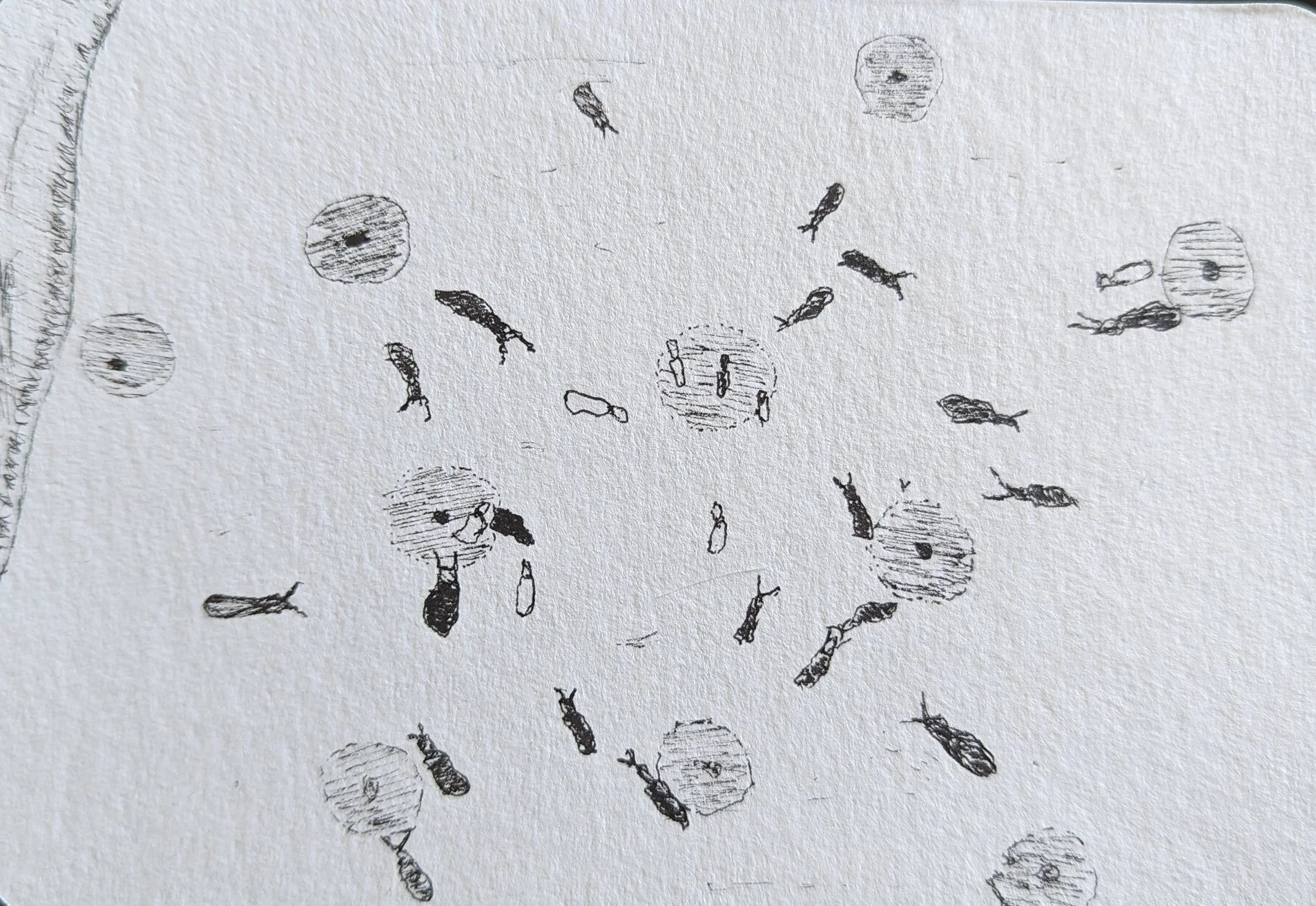 A close-up of a textured paper with black ink sketches of fish and marine bubbles.