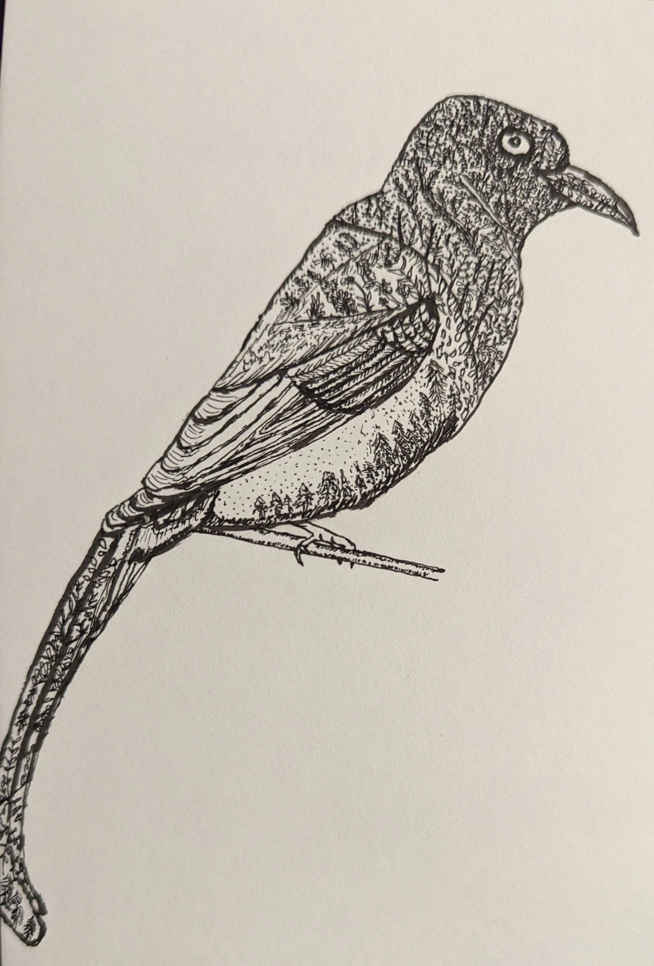 Detailed black and white drawing of a bird perched on a branch, showing intricate feather patterns and textures.