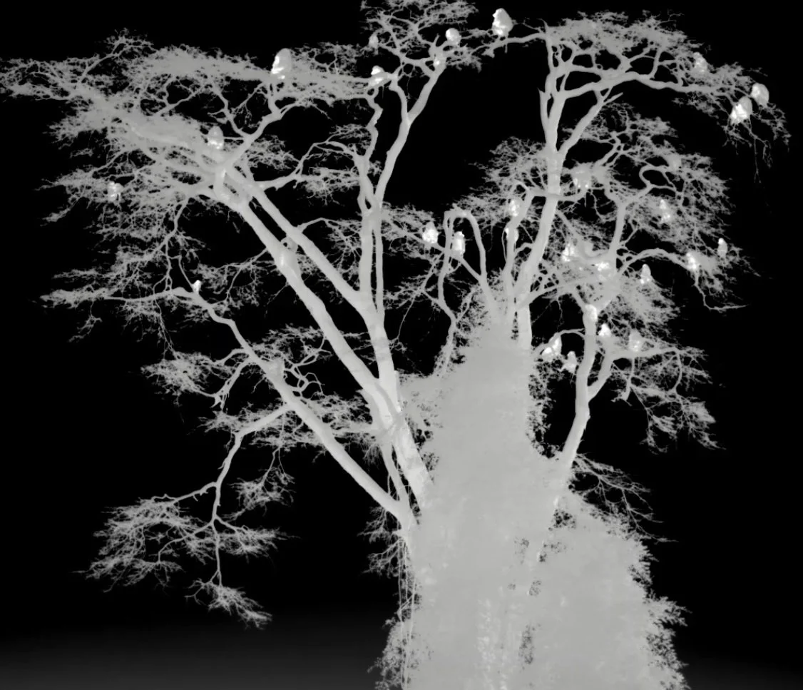 Baboons sleeping on a tree seen from a thermal camera.