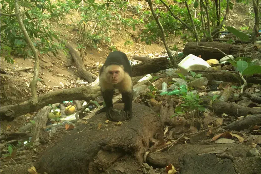 Social Learning, cooperation & tool use with AI workflows (Image: B. Barrett)